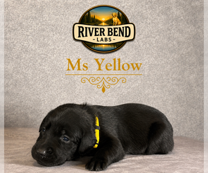 Medium Labrador Retriever