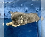 Small #29 French Bulldog