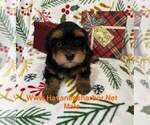 Puppy Diesel Havanese