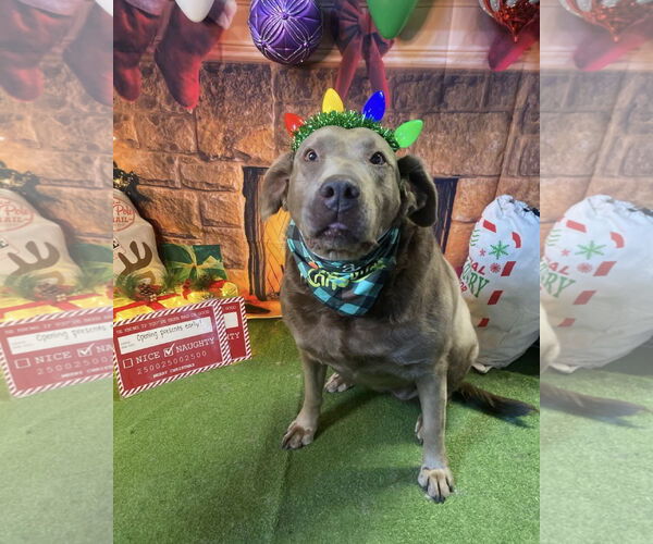 Medium Photo #3 Labrador Retriever-Unknown Mix Puppy For Sale in Sandy, UT, USA