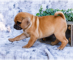 Puppy Billy Puggle