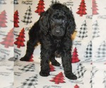 Small Photo #1 Poodle (Standard) Puppy For Sale in ASPERMONT, TX, USA