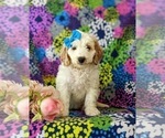 Small Photo #5 Goldendoodle (Miniature) Puppy For Sale in GLEN ROCK, PA, USA