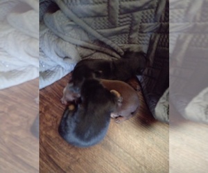 Miniature Pinscher Puppy for sale in ADVANCE, NC, USA