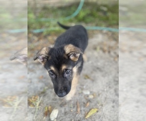German Shepherd Dog Puppy for sale in PENSACOLA, FL, USA
