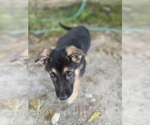 Small Photo #1 German Shepherd Dog Puppy For Sale in PENSACOLA, FL, USA
