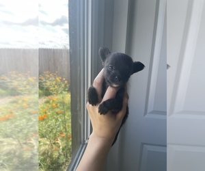 Medium Chihuahua