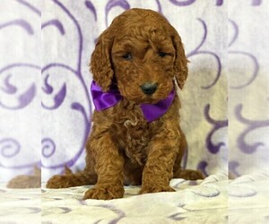 Goldendoodle Puppy for sale in LANCASTER, PA, USA