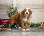 Puppy Tip Goldendoodle (Miniature)