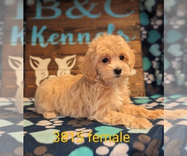 Medium Photo #2 Maltipoo Puppy For Sale in CLARE, IL, USA