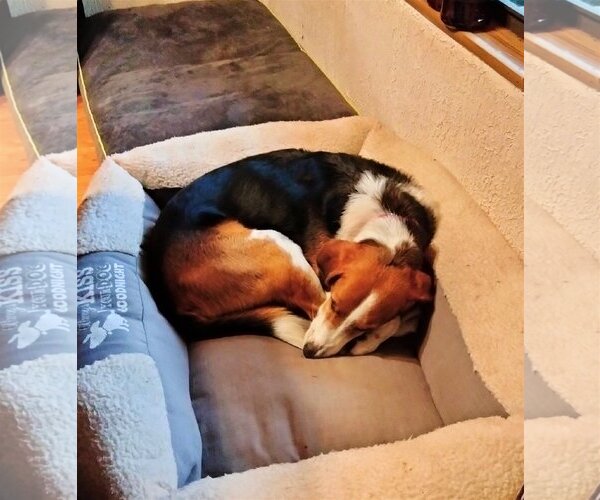 Medium Photo #10 Beagle-Border Collie Mix Puppy For Sale in Valrico, FL, USA