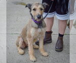 Small #4 Bouvier Des Flandres Mix