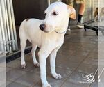 Small #4 Retriever  Mix