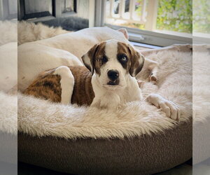 Boxer Dogs for adoption in Dumont, NJ, USA