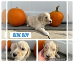 Puppy Blue Goldendoodle