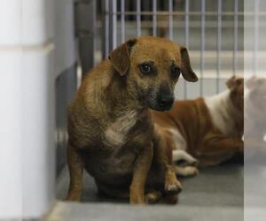 Dachshund Dogs for adoption in San Antonio, TX, USA