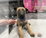 Small Photo #151 Belgian Malinois Puppy For Sale in REESEVILLE, WI, USA