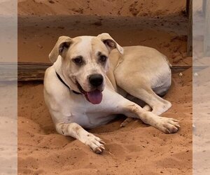 Boxador Dogs for adoption in Kanab, UT, USA