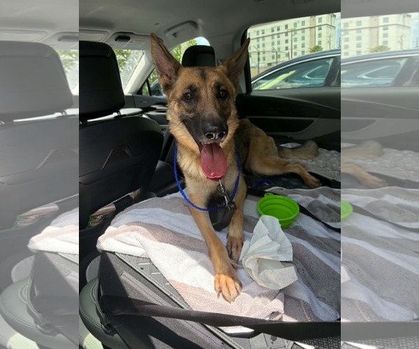 Medium Photo #4 German Shepherd Dog Puppy For Sale in Plantation, FL, USA