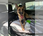 Small #3 German Shepherd Dog