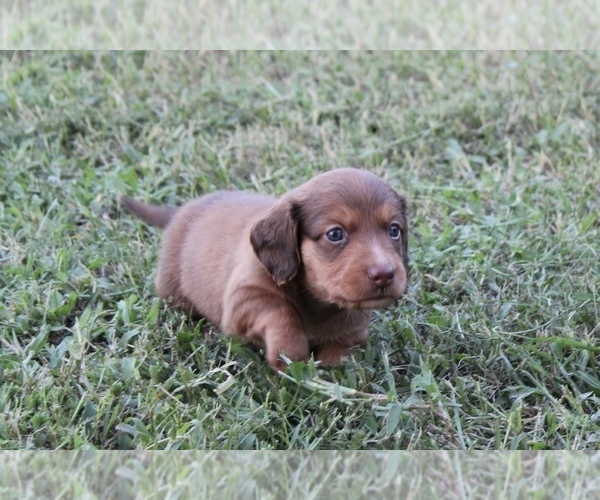 Medium Photo #3 Dachshund Puppy For Sale in LEDBETTER, TX, USA
