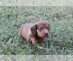 Small #2 Dachshund