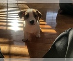 Small Photo #9 Jack Russell Terrier Puppy For Sale in CHANTILLY, VA, USA