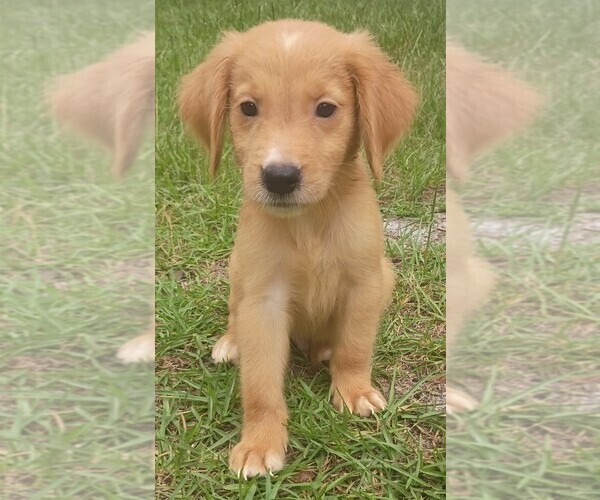 Medium Photo #1 Golden Retriever Puppy For Sale in POMONA PARK, FL, USA