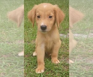 Golden Retriever Puppy for sale in POMONA PARK, FL, USA