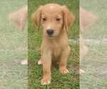 Image preview for Ad Listing. Nickname: Charlie