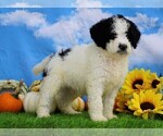 Small Photo #3 Miniature Bernedoodle Puppy For Sale in FREDERICKSBG, OH, USA