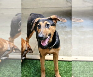 Doberman Pinscher-German Shepherd Dog Mix Dogs for adoption in Chicago, IL, USA