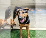 Small Doberman Pinscher-German Shepherd Dog Mix