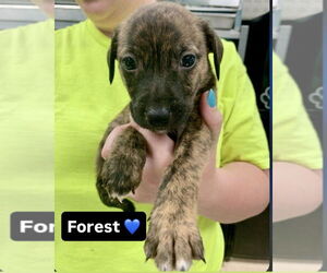 Mutt Dogs for adoption in Brewster, NY, USA