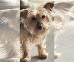 Small Mutt