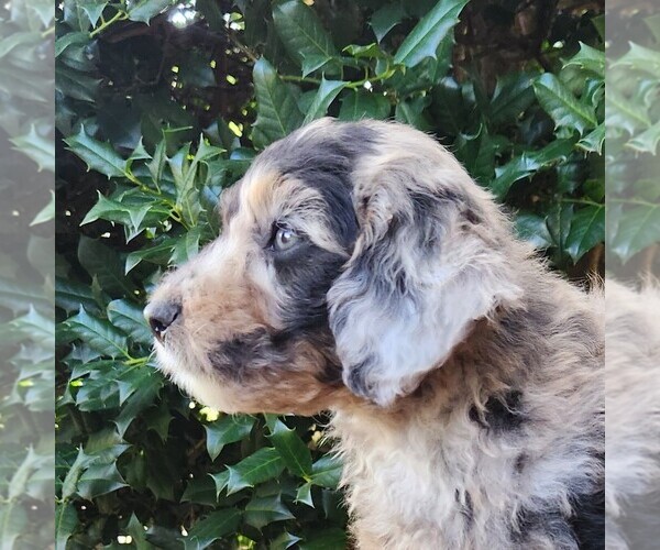 Medium Photo #6 Aussiedoodle Miniature  Puppy For Sale in COLUMBIA, TN, USA