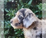 Small #5 Aussiedoodle Miniature 