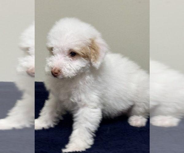 Medium Photo #20 Pom-A-Poo Puppy For Sale in OWINGS, MD, USA