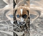 Small #3 Golden Dox