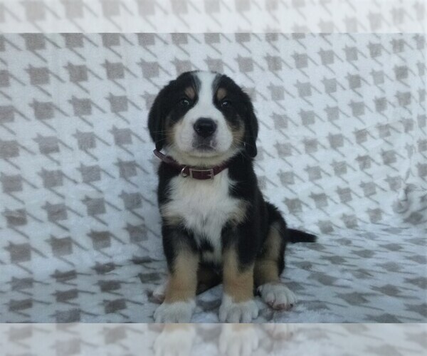 Medium Photo #1 Greater Swiss Mountain Dog Puppy For Sale in MILLERSTOWN, PA, USA