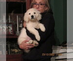 Small Photo #2 English Cream Golden Retriever Puppy For Sale in NORTHWOOD, OH, USA