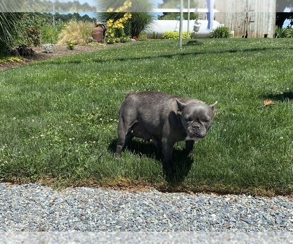 Medium Photo #1 French Bulldog Puppy For Sale in EAST EARL, PA, USA