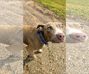 Finn - Male American Pit Bull Terrier Dog for Adoption - Photo #2