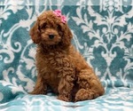 Small Photo #4 Cockapoo Puppy For Sale in LAKELAND, FL, USA