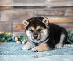 Small #2 Shiba Inu