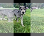 Small Photo #7 Great Dane Puppy For Sale in BESSEMER CITY, NC, USA