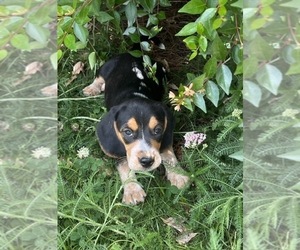 Beagle Puppy for sale in TARBORO, NC, USA