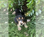 Small Beagle