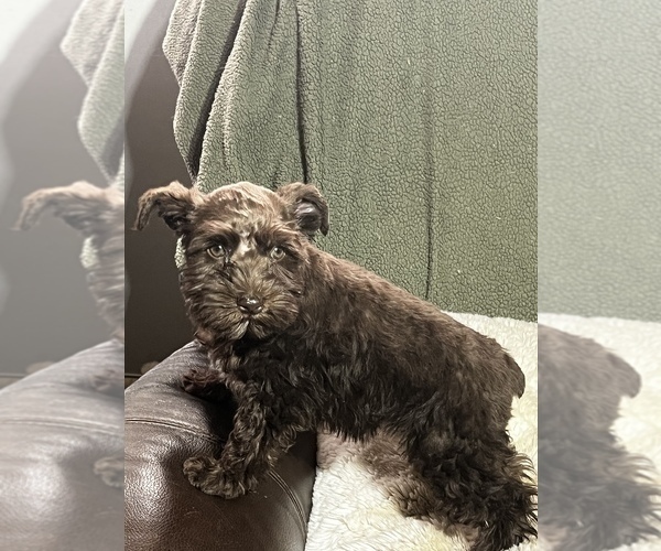 Medium Photo #2 Schnauzer (Miniature) Puppy For Sale in FOWLER, CO, USA