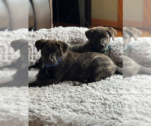 Medium Photo #3 Great Pyrenees-Unknown Mix Puppy For Sale in Brooklyn Center, MN, USA